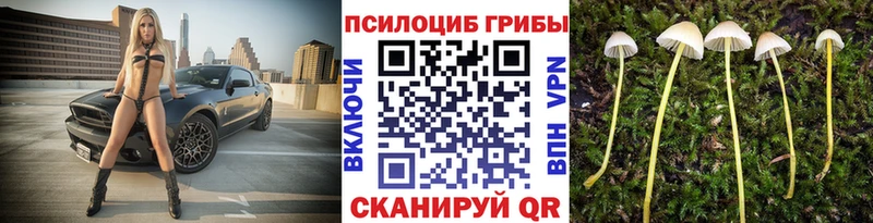 Галлюциногенные грибы Psilocybine cubensis  как найти   Новое Девяткино 